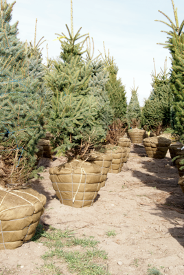 Balled and Burlap Trees